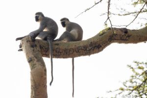 Two Black-Faced Vervet Monkeys sitting on a tree branch