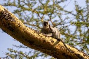 A Black-Faced Vervet Monkey sitting on top of a tree branch.