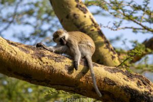 A Black-Faced Vervet Monkey sitting on top of a tree branch.