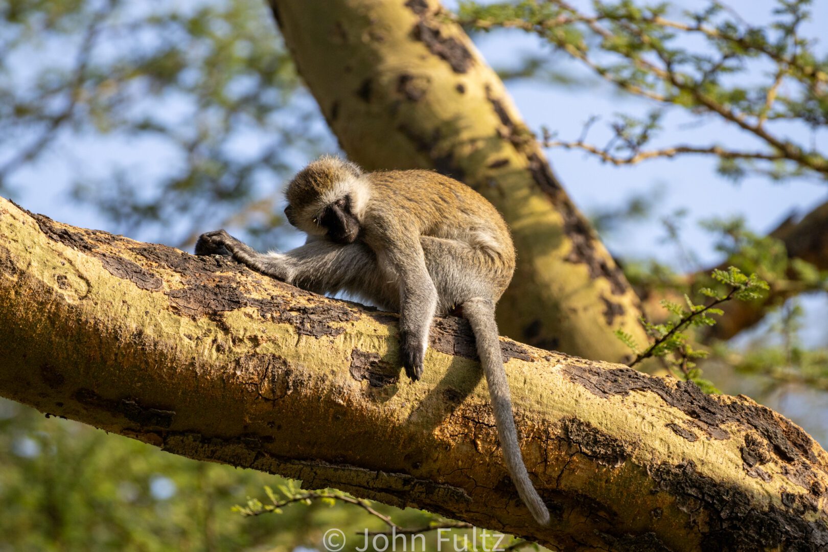 Black-Faced Vervet Monkey Sitting on a Tree Branch – Kenya, Africa