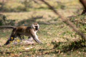 A Black-Faced Vervet Monkey walking in the grass near some trees.