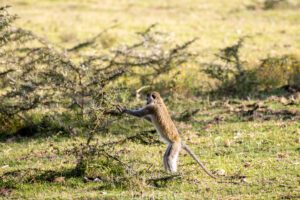 A Black-Faced Vervet Monkey is standing in the grass near some trees.