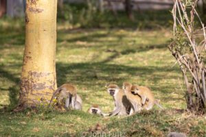 A group of Black-Faced Vervet Monkeys sitting in the grass.