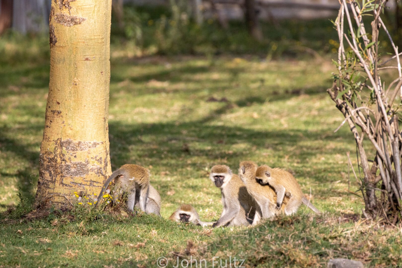 Black-Faced Vervet Monkeys – Kenya, Africa