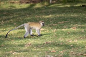 A Black-Faced Vervet Monkey walking in the grass near some trees