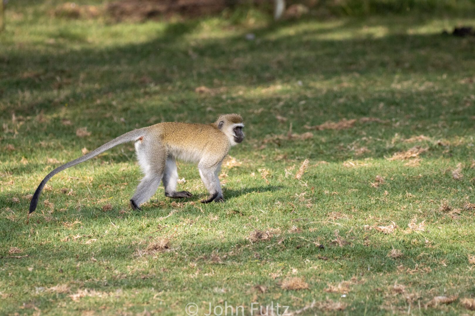 Black-Faced Vervet Monkey – Kenya, Africa