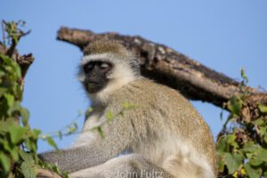 A monkey sitting on top of a tree branch.