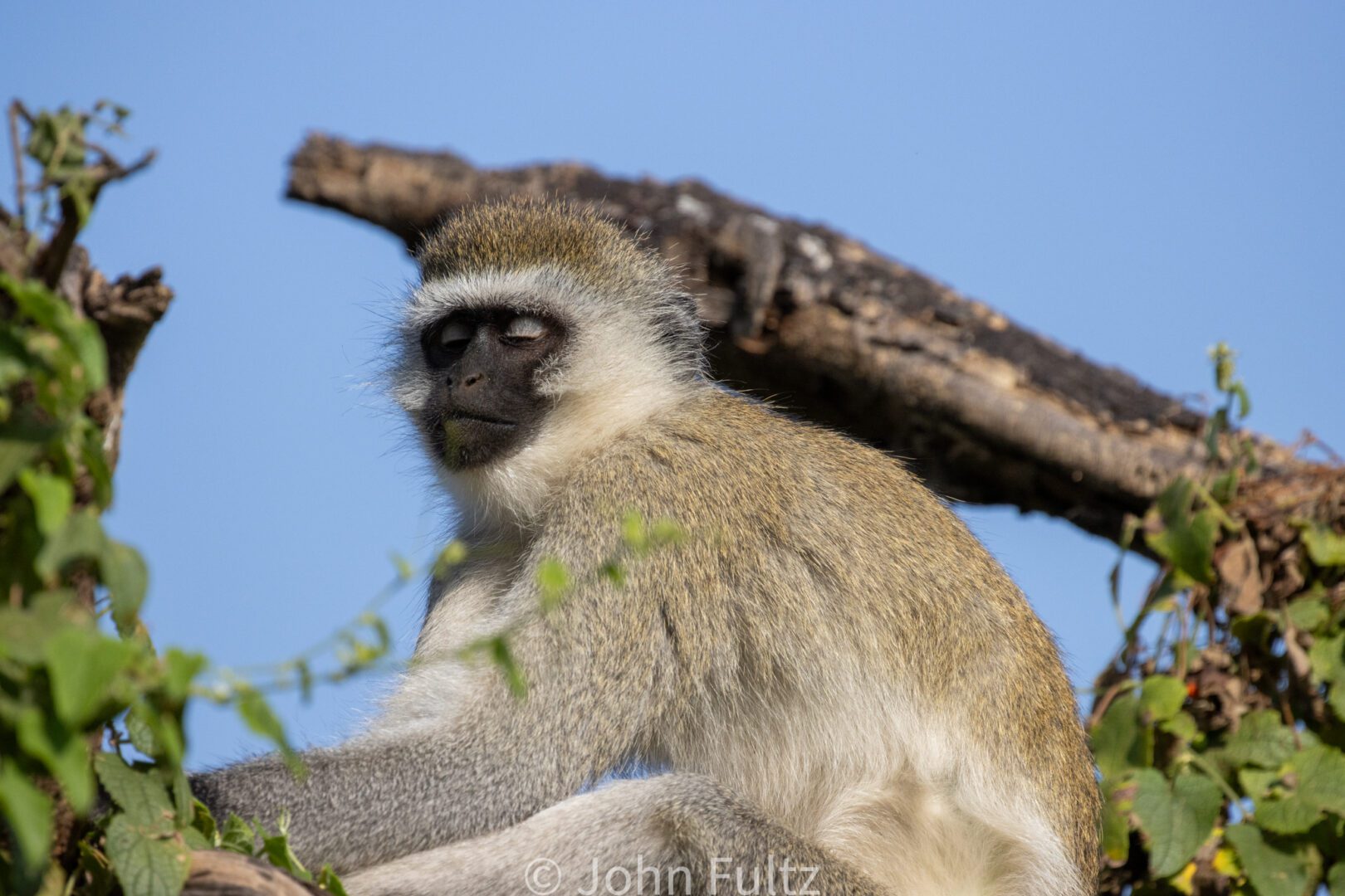 Black-Faced Vervet Monkey – Kenya, Africa