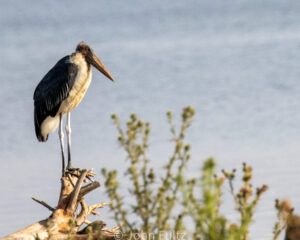 A bird standing on top of a tree branch.