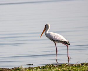 A stork standing in the water near some grass.