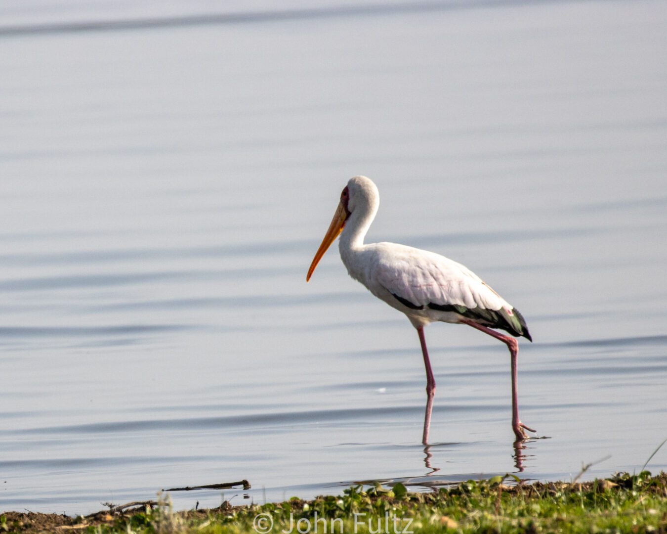 Yellow-Billed Stork – Kenya, Africa