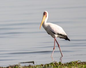 A stork walking along the shore of a lake.