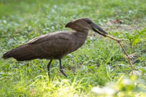 A bird is standing in the grass and holding something.