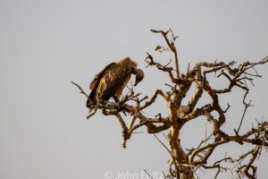 A bird sitting on top of a tree branch.