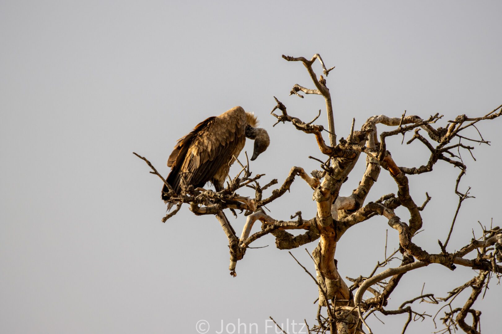 White-Backed Vulture – Kenya, Africa