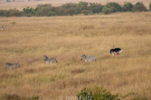 Grevy's Zebras and a Somali Ostrich in the savanna.