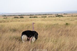 A Somali Ostrich standing in the savanna.