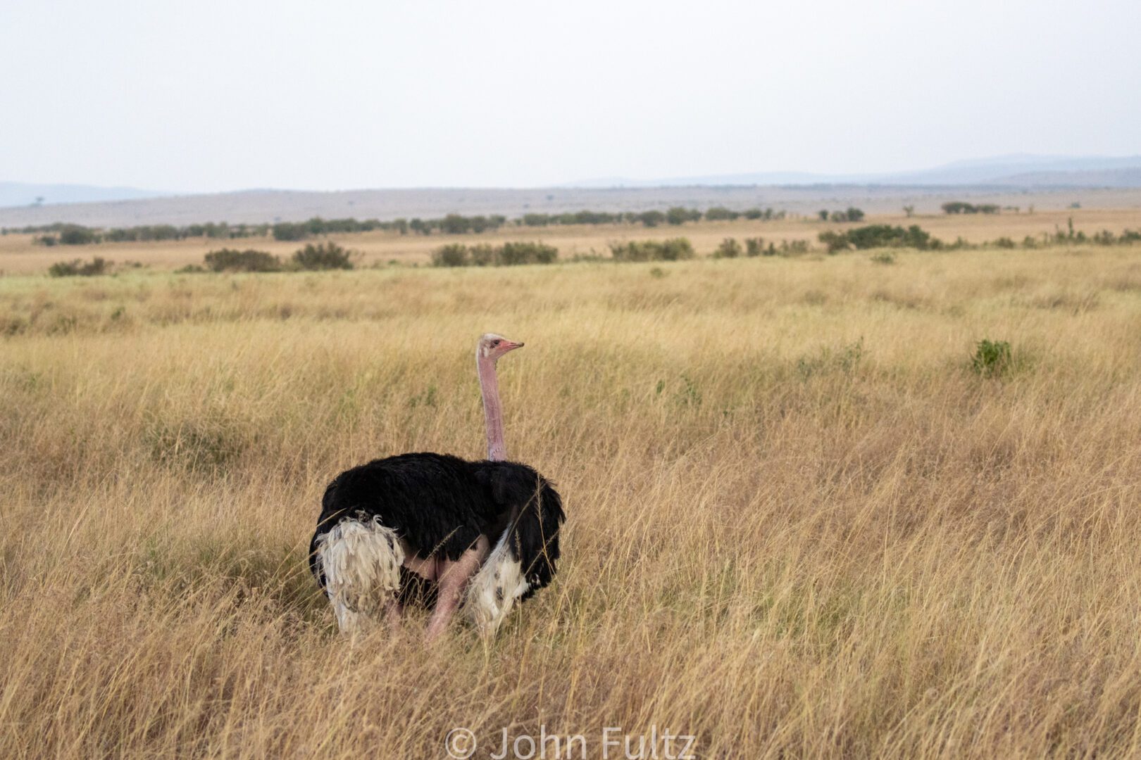 Somali Ostrich in the Savanna – Kenya, Africa