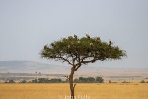 A group of buzzards sitting on top of a tree.