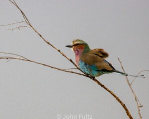 A Lilac-Breasted Roller sitting on top of a tree branch.