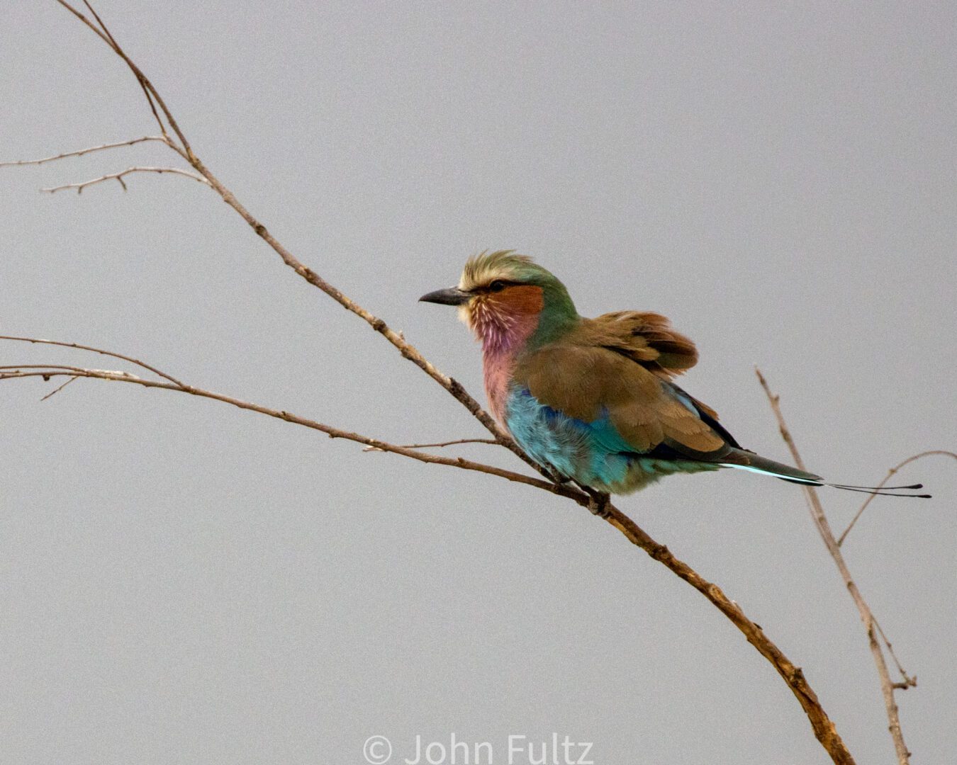 A Lilac-Breasted Roller sitting on top of a tree branch.