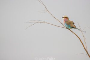 A bird sitting on top of a tree branch.