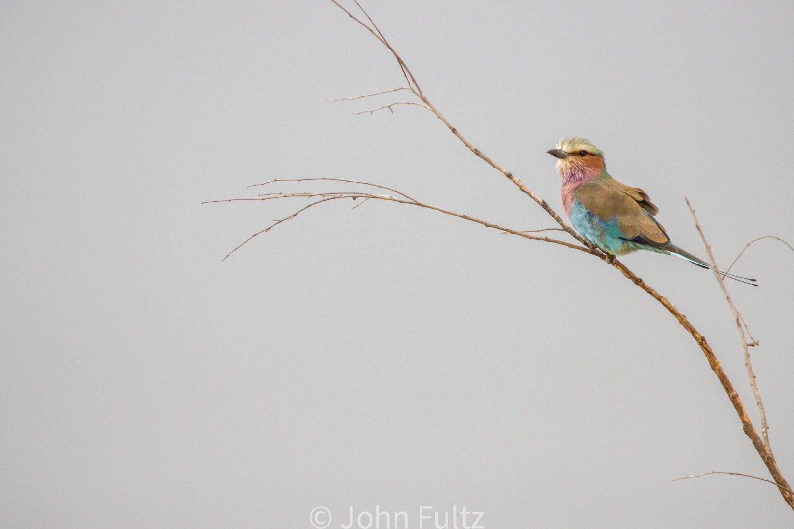 Lilac-Breasted Roller – Kenya, Africa