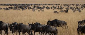 A herd of wildebeests on the savanna.