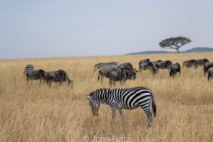 A herd of zebra and wildebeests grazing on the savannah.