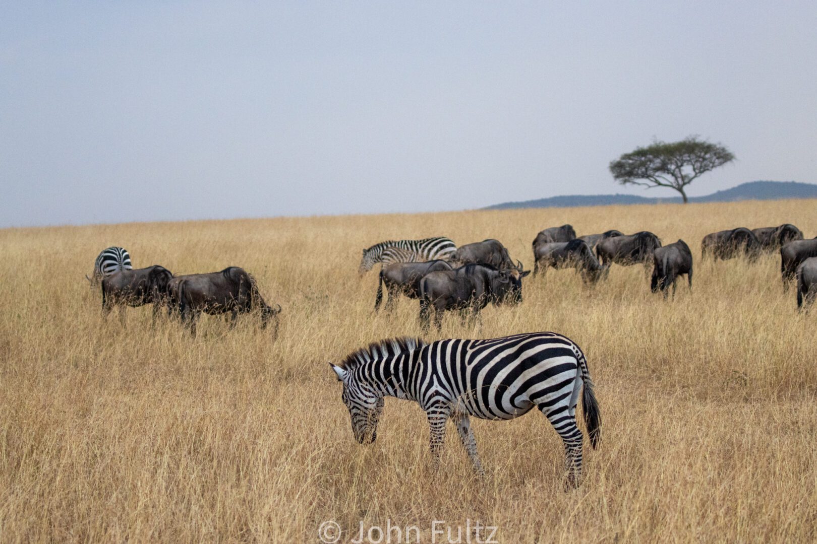 Zebras and Wildebeests Grazing on the Savanna – Kenya, Africa