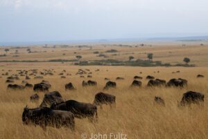 A herd of wildebeests grazing ion the savannah.