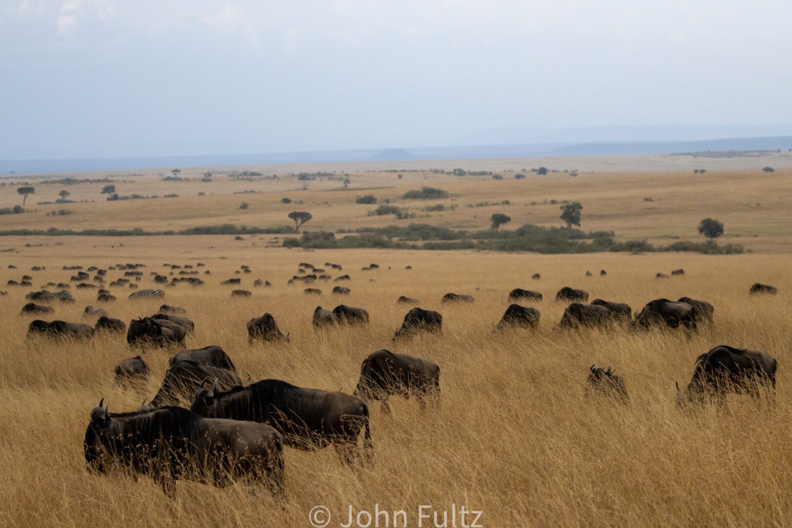 Herd of Wildebeests Grazing on the Savanna – Kenya, Africa