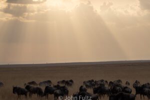 A herd of zebra grazing on the savannah.