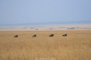 A herd of wildebeests grazing on the savannah.