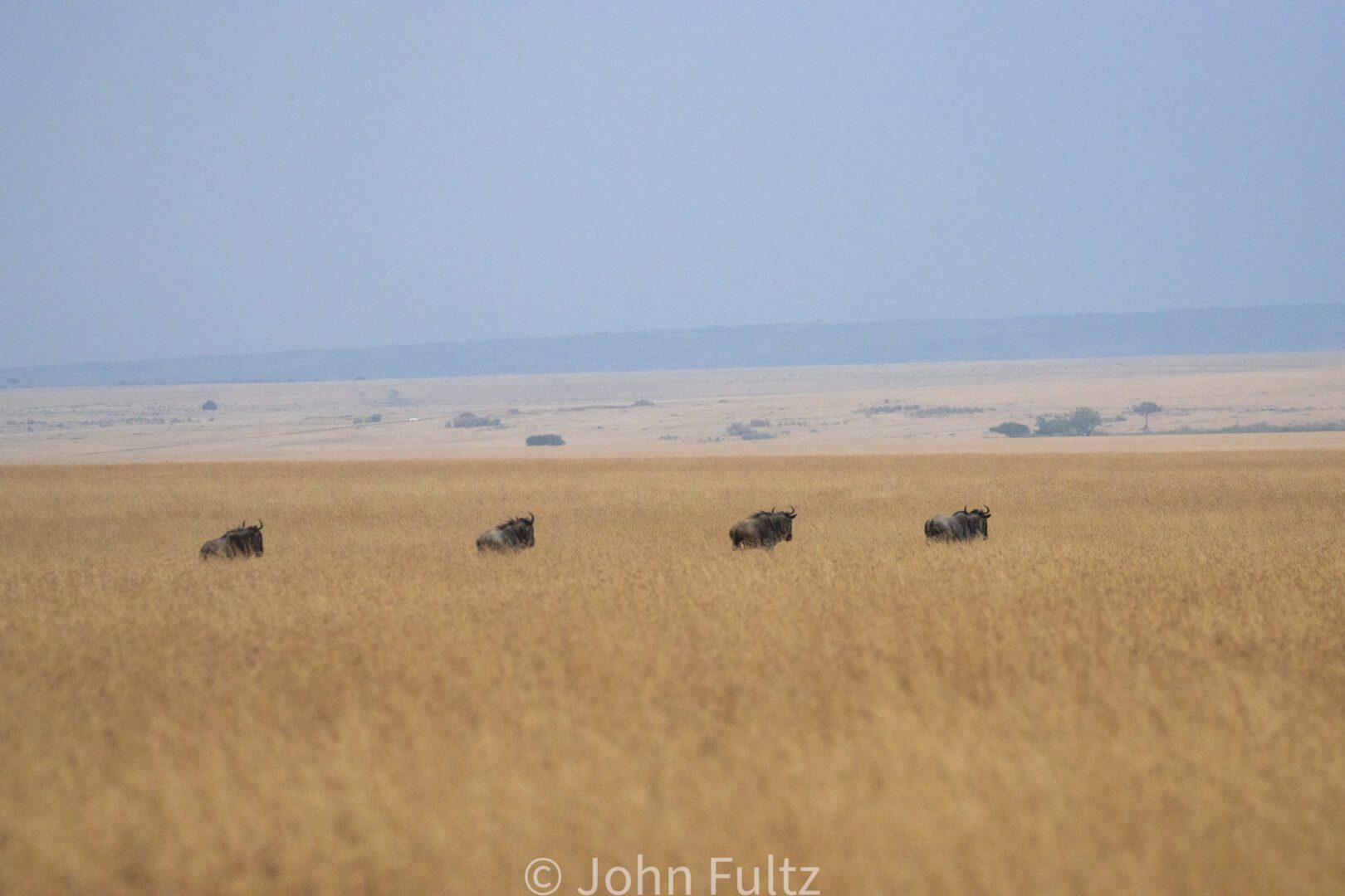 Wildebeests Walking in the Savanna – Kenya, Africa