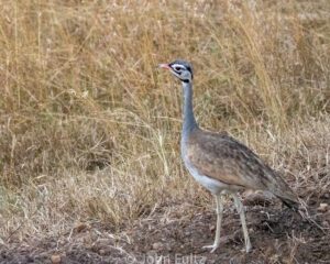 A bird standing in the grass near some tall dry plants.