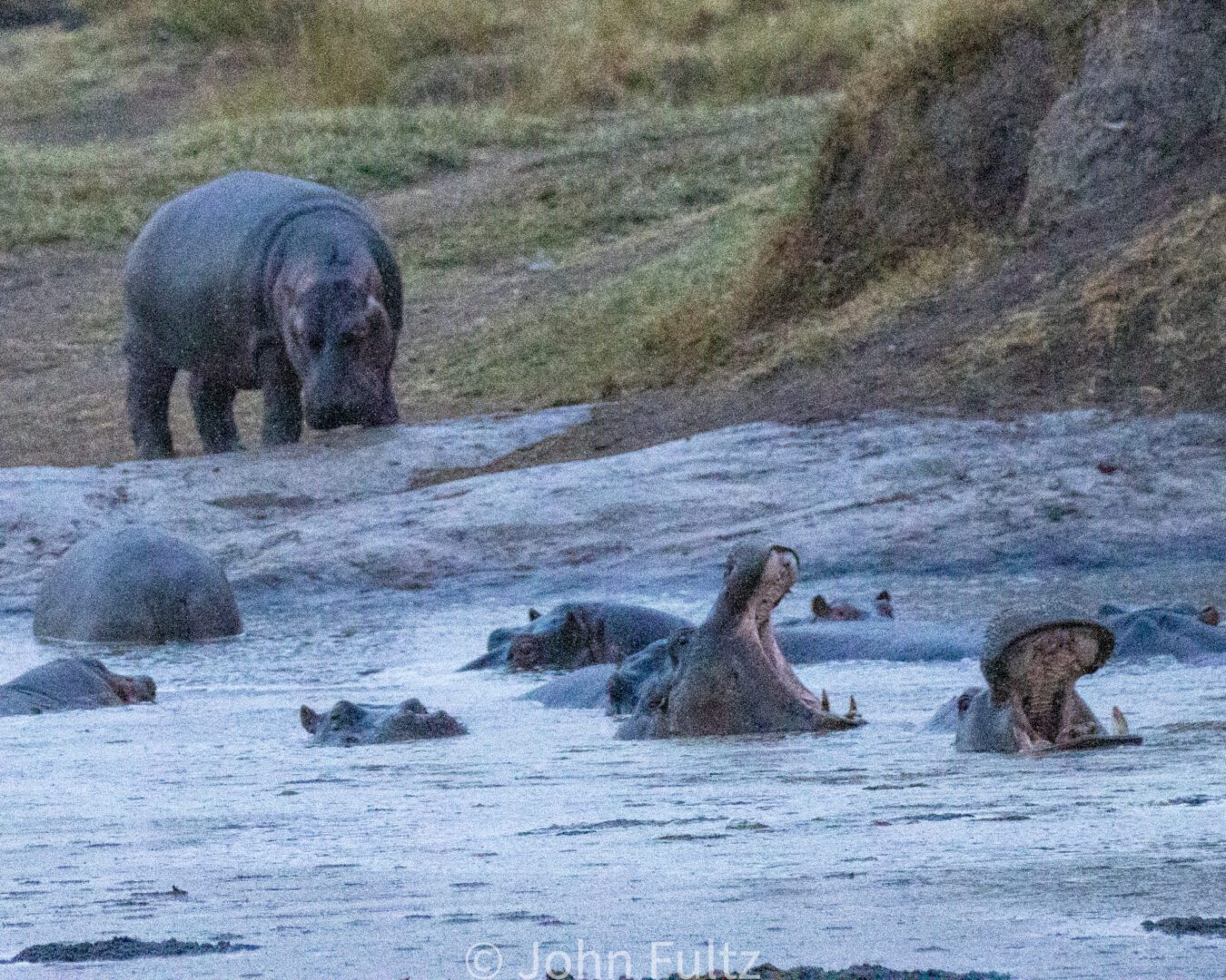 A group of hippos in the water with one hippo standing on top.