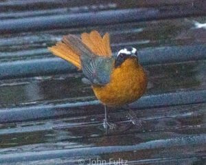 A bird standing on the ground in water.