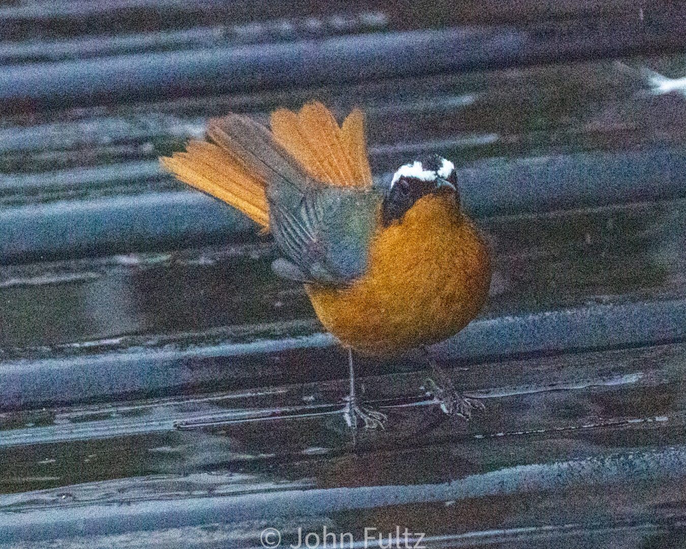 White-Browed Robin-Chat – Kenya, Africa