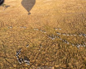 A hot air balloon is flying over the savannah.