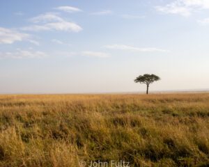 A lone tree in the middle of an open field.