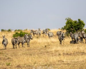 A herd of zebra standing on top of a dry grass field.