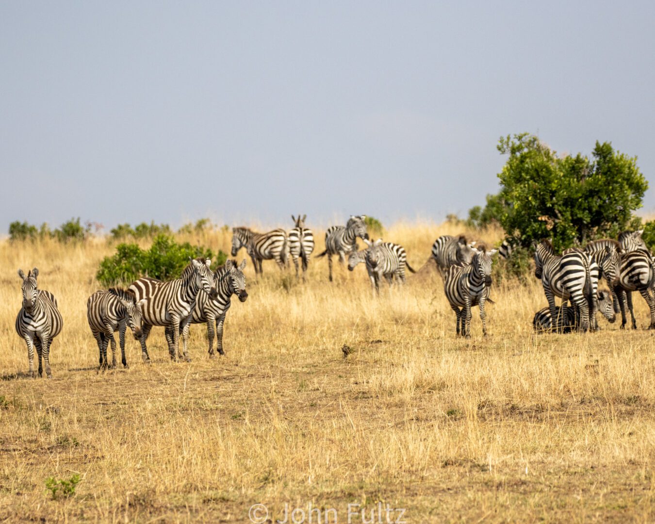 Zebras on the Savanna – Kenya, Africa