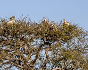 A group of vultures sitting in the top of a tree.