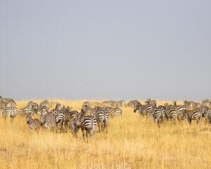 A herd of zebra standing on top of a dry grass field.