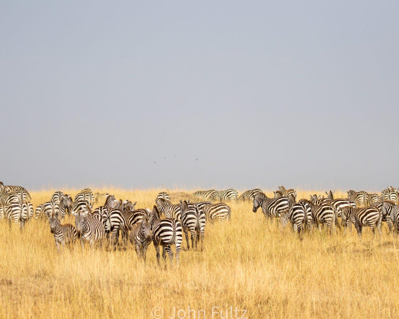 Zebras – Kenya, Africa