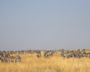 A herd of zebra standing on top of a grass covered field.