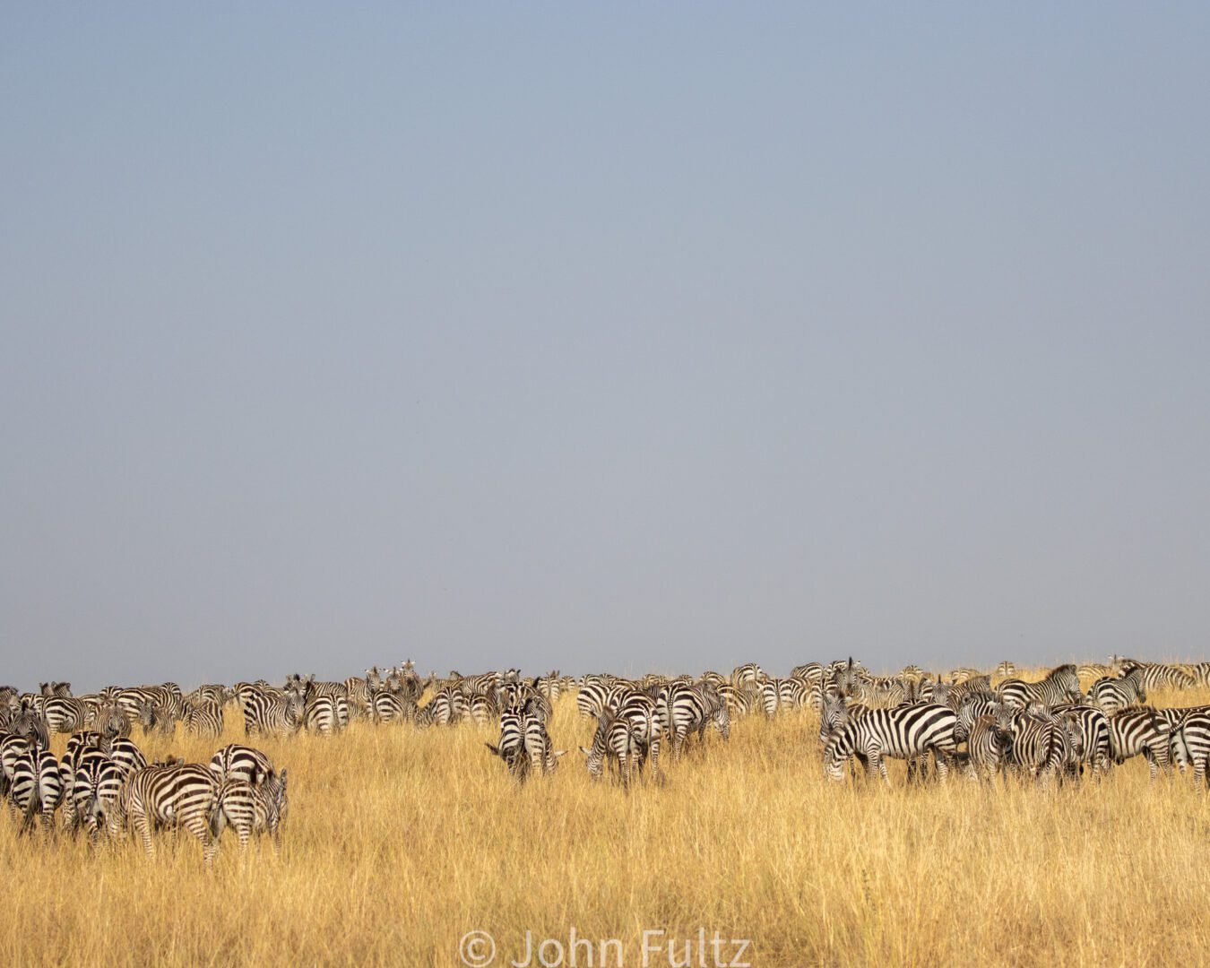 Zebras – Kenya, Africa