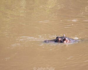 A hippo is swimming in the water.