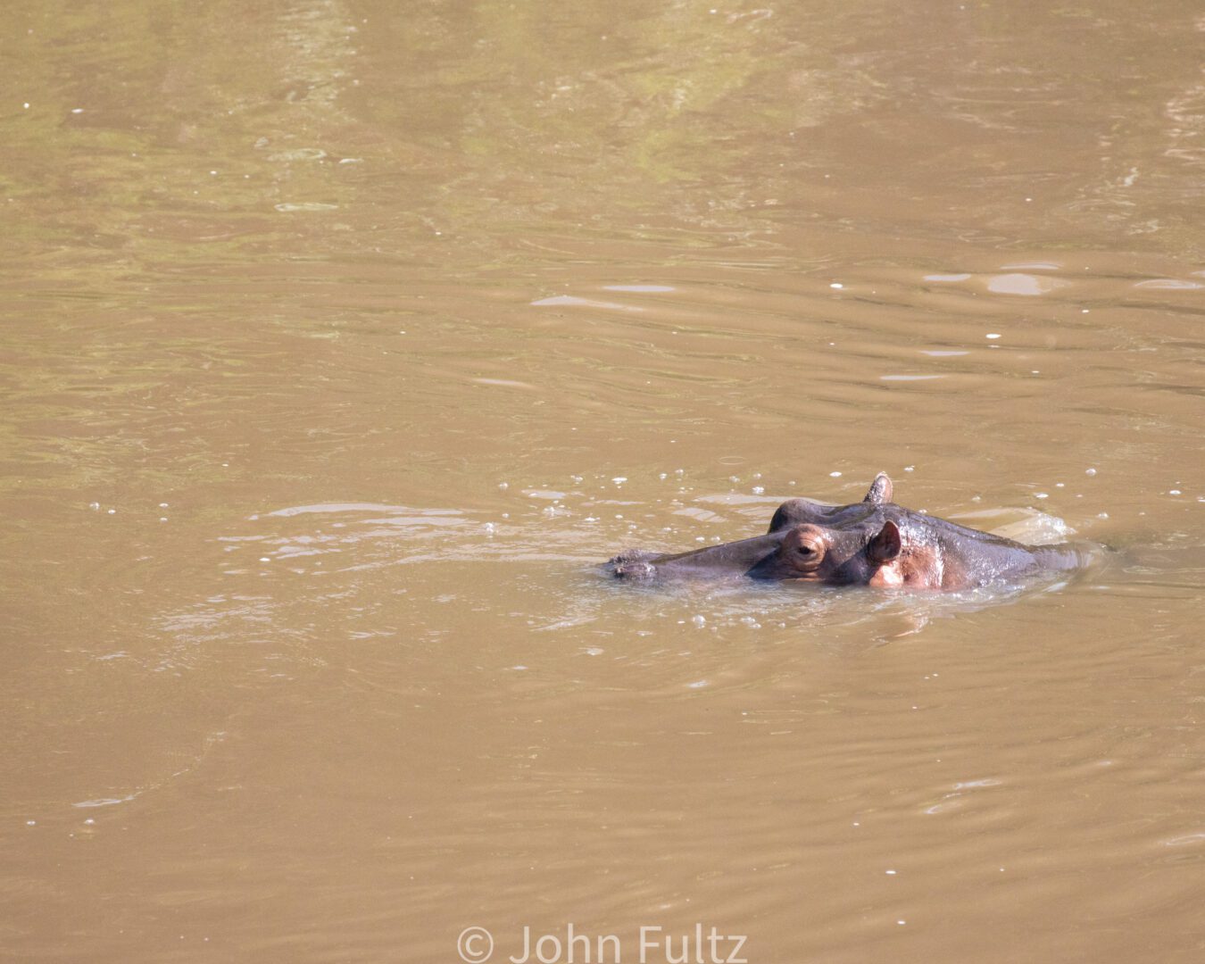 Hippopotamus – Kenya, Africa